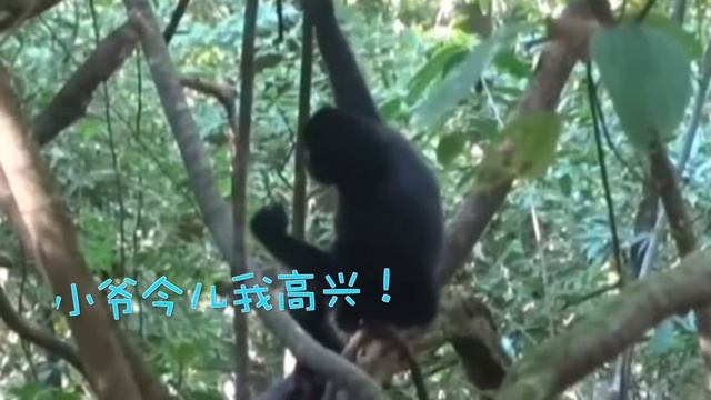 这只长臂猿喝口水,两脚兽们激动了 смотреть онлайн