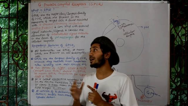 cell signaling part 23 (Concept of G-Protein Coupled Receptors or GPCRs) смотреть онлайн