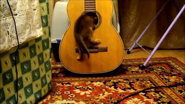 Музбанда))) Котята питомника Regtime смотреть онлайн