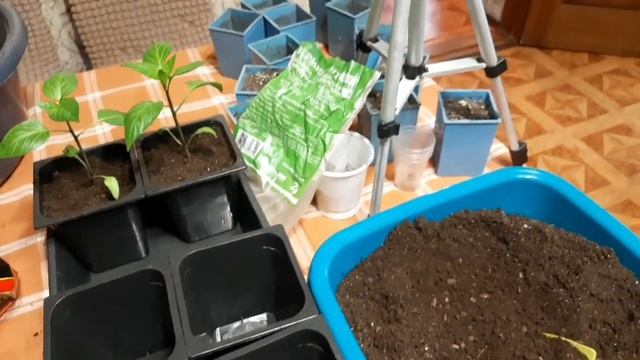 Огород.🌿 Гуляем с 🐶 Зольфиком. Перевалка рассады 🌶 перца. смотреть онлайн