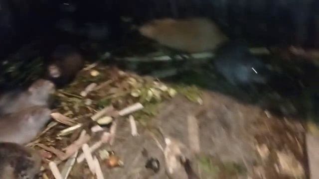 Для пана Володимира про будову дверчат вольєрі і про сам вольєр смотреть онлайн