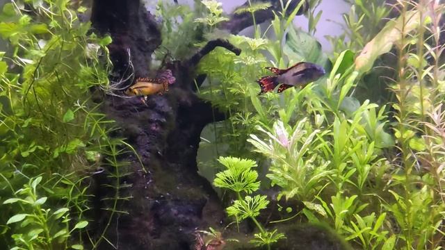 apistogramma cacatuoides super reds couple смотреть онлайн