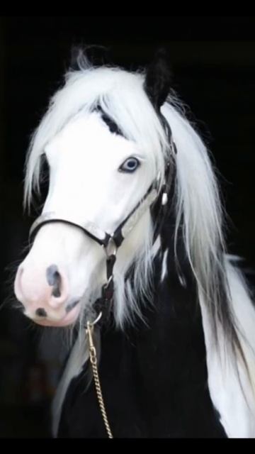 L’ Irish Cob смотреть онлайн