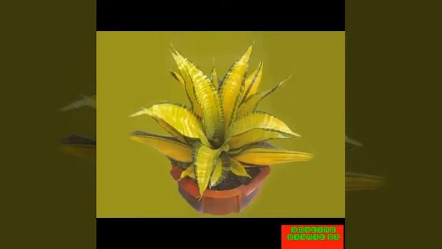 Sansevieria Collection