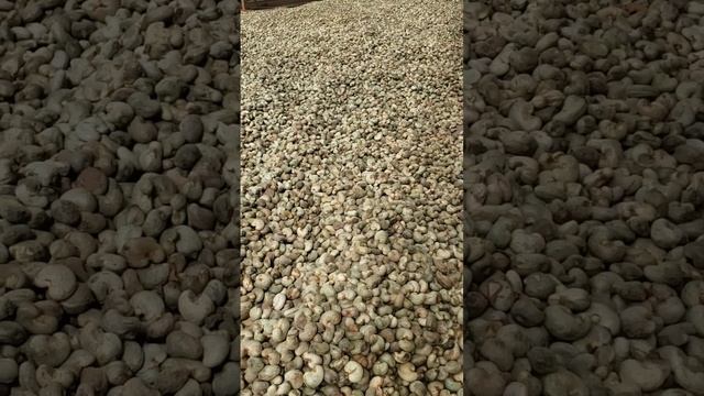 #cashew #drying смотреть онлайн