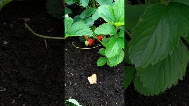 О пользе клубники