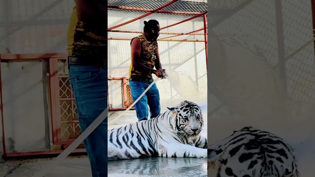 #haiderhaiderrecords #savetheanimals #automobile #tiger #lion #savewild