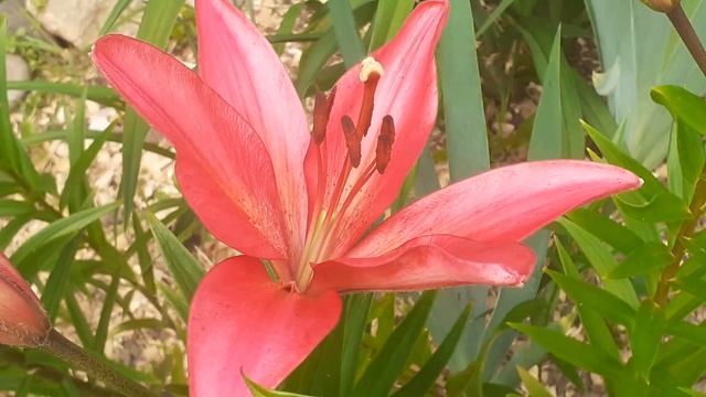 лилия КАРМИН ДИАМОНД