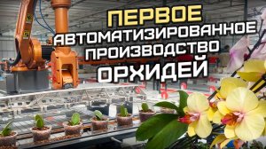 БЕЗ импорта. Первое промышленное производство ОРХИДЕЙ под Ярославлем с роботизированным комплексом