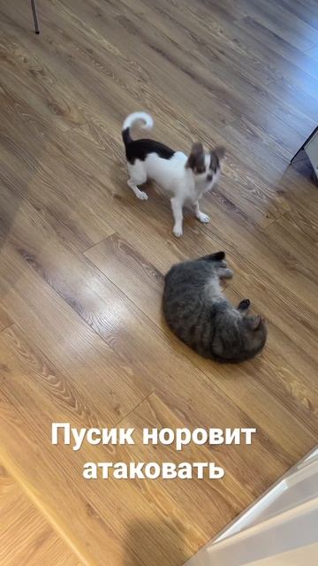 ЧИХУАХУА ПУСИК АТАКУЕТ 🥊 экзотическая короткошёрстная кошка Боня в шоке #котэкзот #чихуахуа #экзот