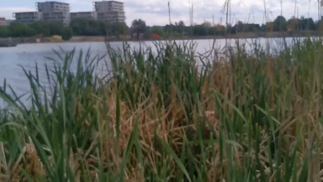 Pałka wodna królowa dzikich warzyw смотреть онлайн