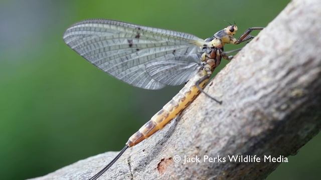 Green Drake Mayfly смотреть онлайн
