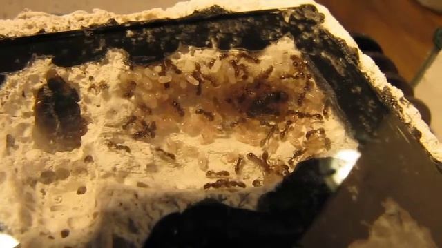 Tetramorium sp. смотреть онлайн