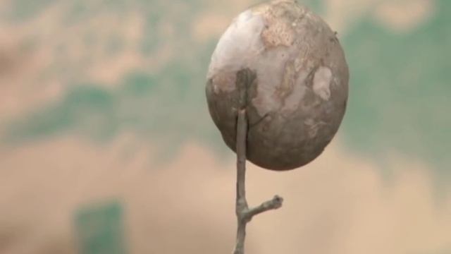 Oak Gall - Prune Like a Pro смотреть онлайн