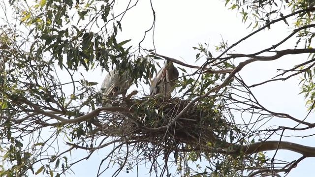 Great Blue Herons building nest in Mill Valley, California смотреть онлайн