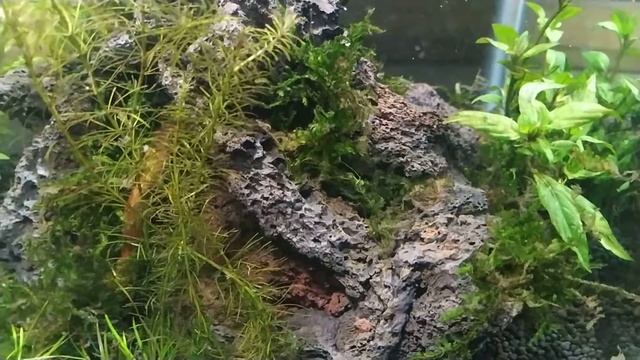 Planted Aquarium no co2 no fertilizer 1 week update смотреть онлайн