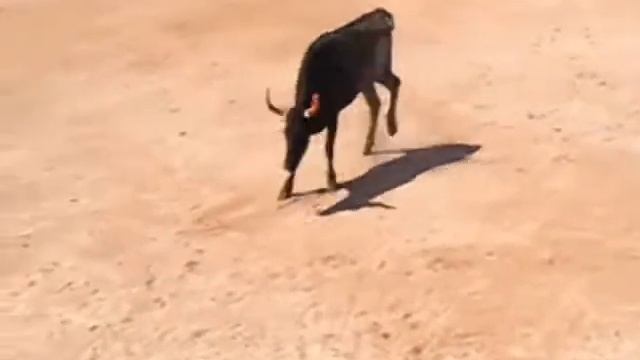Опасное корридо. Corrido. смотреть онлайн