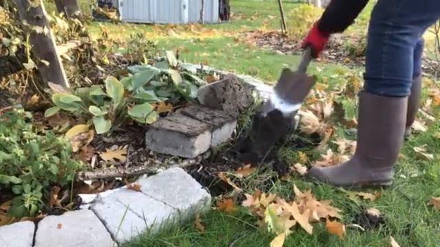 Digging for edgers around a hosta bed. смотреть онлайн