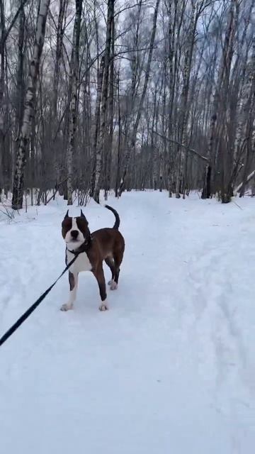 #амстафф #собака #стафф #домашнийпитомец #рек #рекомендации смотреть онлайн