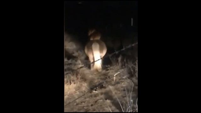 Courageous Corgi sneaks onto property and rides pony смотреть онлайн