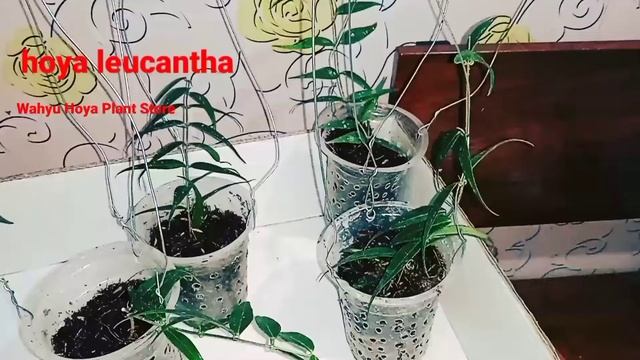 Hoya Leucantha -- Sp Papua
