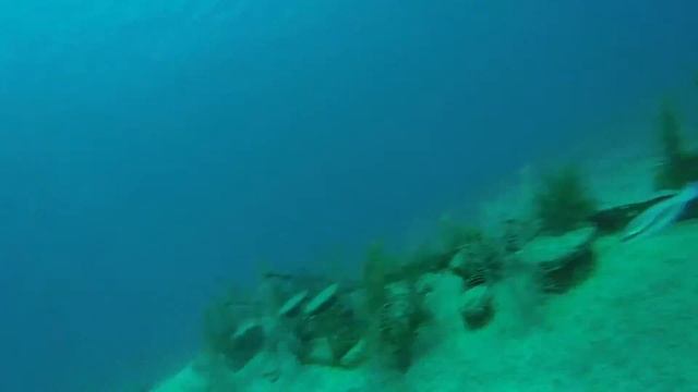 Canalien in Cayman смотреть онлайн