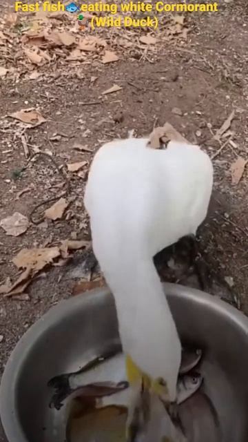 Cormorant(Wild Duck)🦆White⚪color eats🍽️fishes🐟so fast💨-it looks👀like swallowing than eating#shorts смотреть онлайн