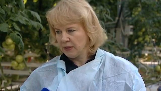 сюжет овощи и губернатор смотреть онлайн