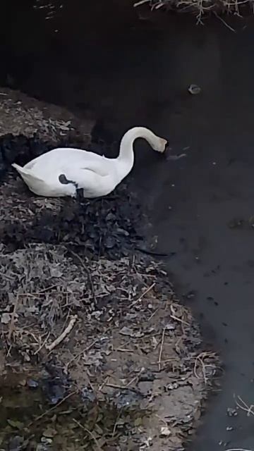 Лебедь чистит речку — вытаскивает гнильё и выбрасывает его наружу смотреть онлайн