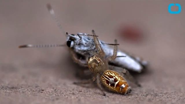 Spiders Eat More Than Just Insects смотреть онлайн