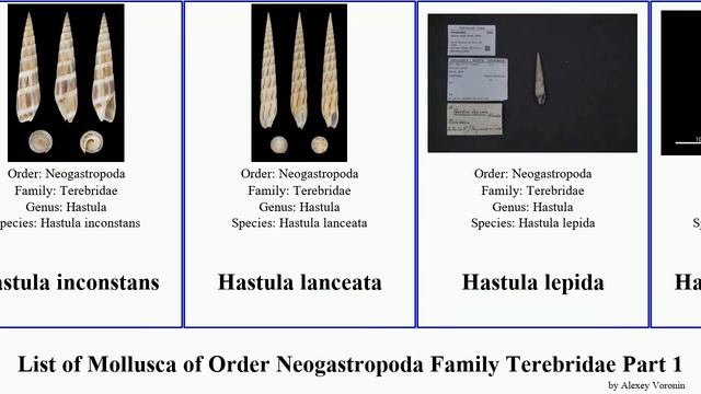 List of Mollusca of Order Neogastropoda Family Terebridae Part 1 hastula myurella duplicaria lima