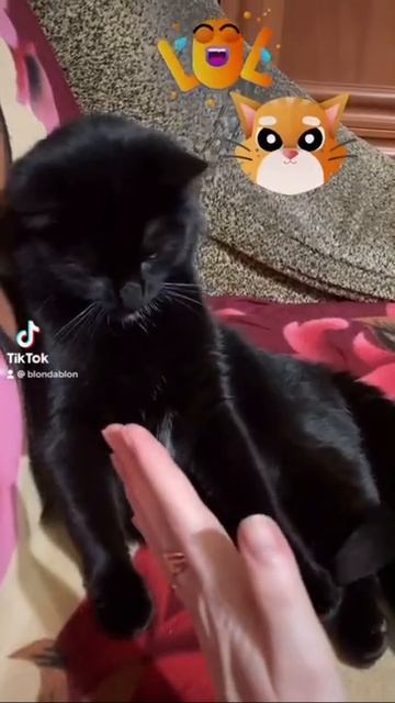Умный кот) пятёрочка ) коты как люди )