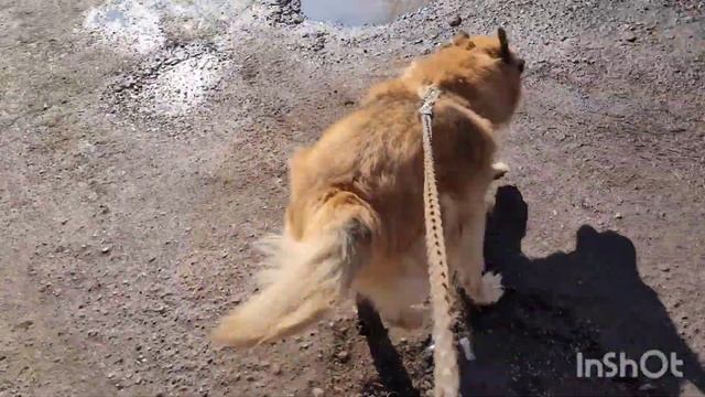 26 марта 2023 г. Утренняя прогулка с Белкой 🐕 🌤 смотреть онлайн