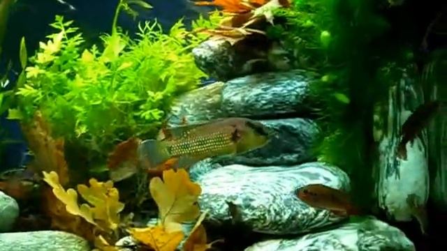 Jewel cichlids / Hemichromis @ Zierfische & Aquarium 2009 [24/50] смотреть онлайн