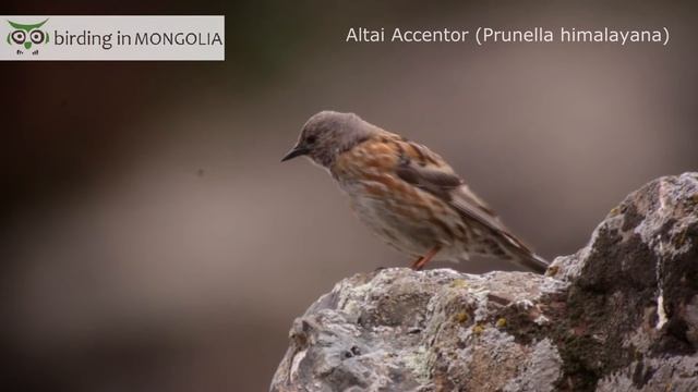 Altai Accentor Mongolia 2015 смотреть онлайн