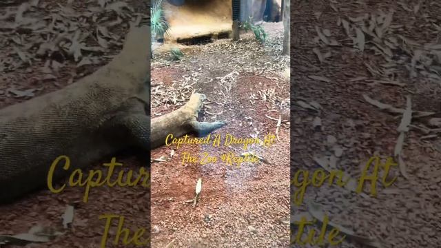 Sneaky MF #creator #zoo #animals #shorts #viralvideo #dragon #reptile #zoology смотреть онлайн