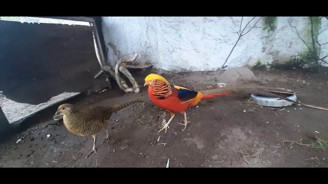 Жизнь в немецком хуторе. Птичий двор и золотые фазаны. Mein Landleben. Geflügelhof und Goldfasanen. смотреть онлайн