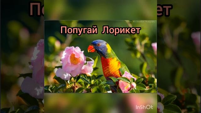 🦜 Попугай Лорикет 🦜
