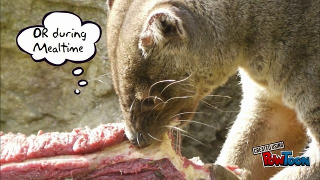 The Fossa by Matt Simmons смотреть онлайн