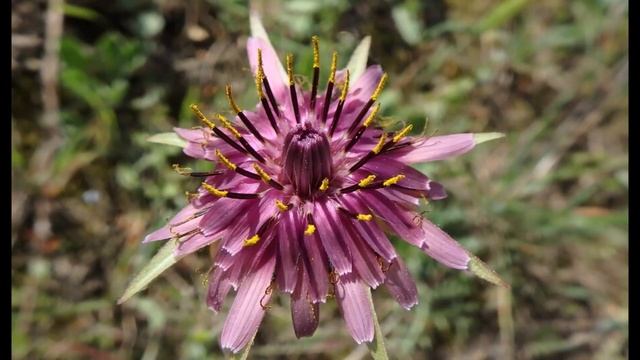 Tragopogon porrifolius , oyster plant, vegetable oyster, Jerusalem star, Greece by Theo fotiadis смотреть онлайн