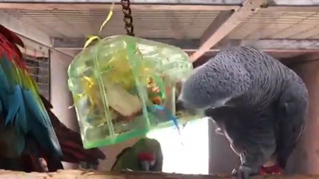 African Grey Parrots playing with the Treasure Hunt Parrot Toy смотреть онлайн