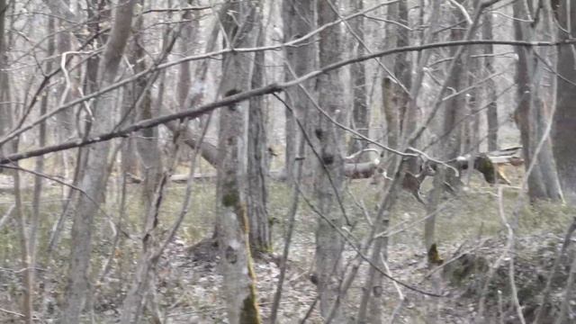 Косули в лесу Рокка-аль-Маре - Таллинн, Эстония / Roe deers in forest Rocca al Mare - Tallinn смотреть онлайн
