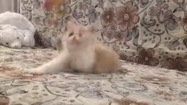 Экзотк смотреть онлайн