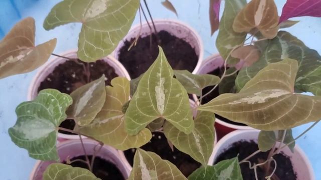 Extremely rare Edible form Dioscorea Discolor. Variegated Monkey Ball 🐒 % Yam! Tasty, rare root cro смотреть онлайн