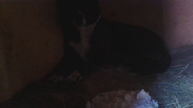 приют собак смотреть онлайн