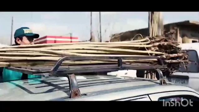 #дерево #павловния Павловния Казахстан Тожикистон Кыргызстан Тошкенте Павловния смотреть онлайн