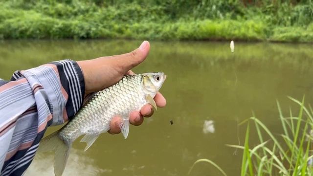 Fishing & Traditional Cooking in a Village Life | Meghalaya | Ri Bhoi смотреть онлайн