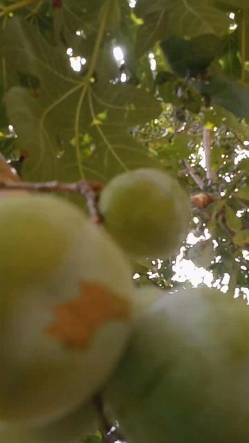 برقوق رين كلود من اللذ و أجود الأنواع #prune reine claude#2023 #تطعيم #تطعيم #تعقيل #تقليم الاسجار смотреть онлайн