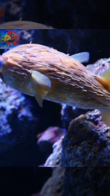 Long spine porcupinefish aquarium🐳🐠🐟🐋🐬🐡 смотреть онлайн