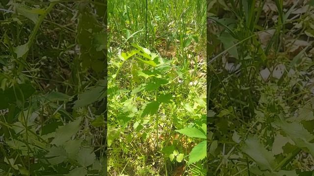 the parsley/hemlock debate смотреть онлайн